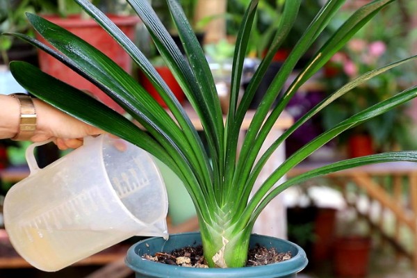 君子兰从出现花苞到抽箭需要多久，经过7-14天就会抽箭