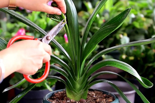 君子兰从出现花苞到抽箭需要多久，经过7-14天就会抽箭