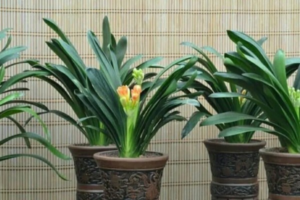 君子兰从出现花苞到抽箭需要多久，经过7-14天就会抽箭