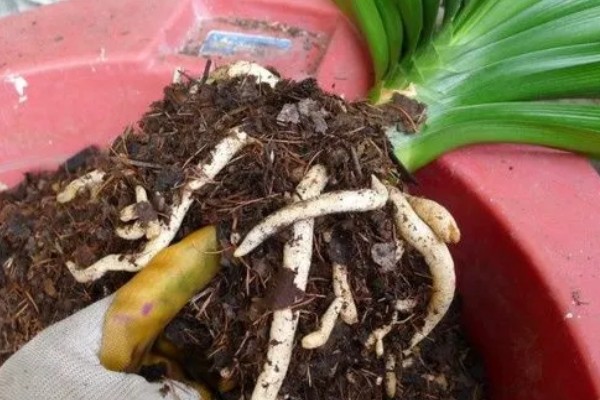 君子兰从出现花苞到抽箭需要多久，经过7-14天就会抽箭