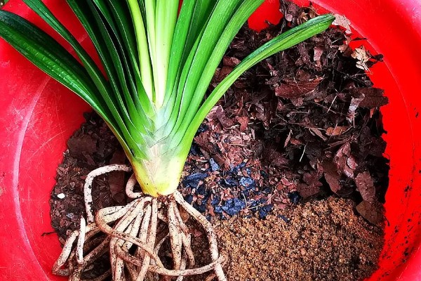 君子兰从出现花苞到抽箭需要多久，经过7-14天就会抽箭