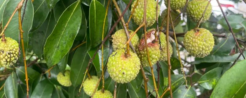 避免荔枝裂果的方法，满足三要素并补充微量元素