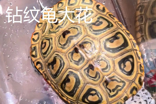 钻纹龟的饲养方法,水温应保持在26-28℃