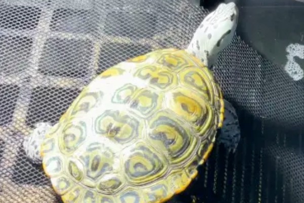 钻纹龟的饲养方法,水温应保持在26-28℃