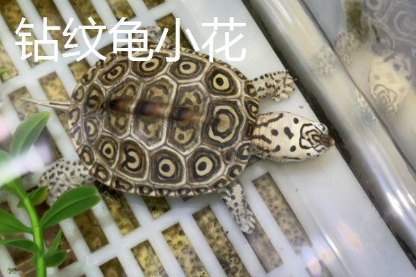 钻纹龟的饲养方法,水温应保持在26-28℃