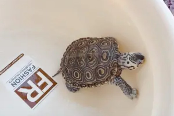 钻纹龟的饲养方法,水温应保持在26-28℃