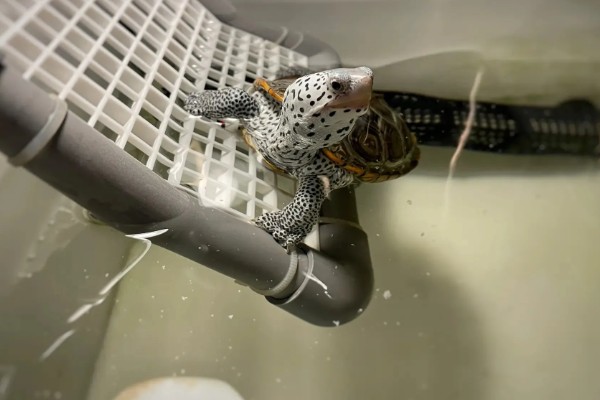 钻纹龟的饲养方法,水温应保持在26-28℃