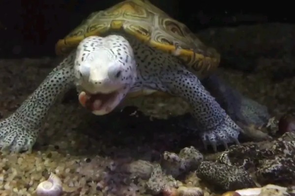 钻纹龟的饲养方法,水温应保持在26-28℃