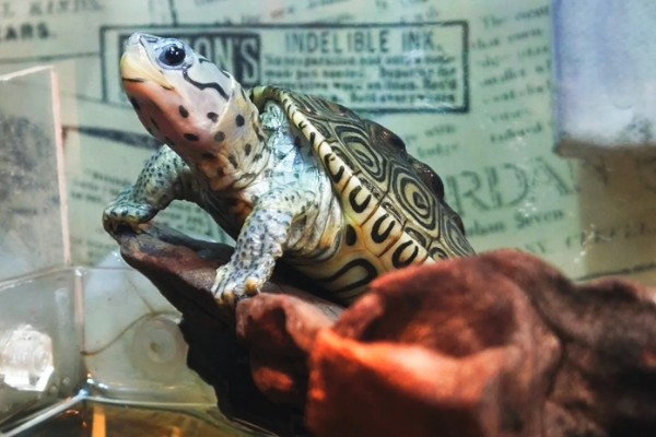 钻纹龟的饲养方法,水温应保持在26-28℃