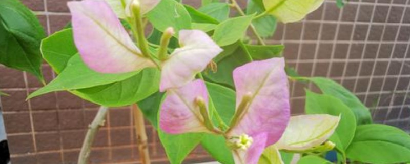 地栽三角梅只长枝不开花的原因，可能是缺光、没有修剪等因素造成