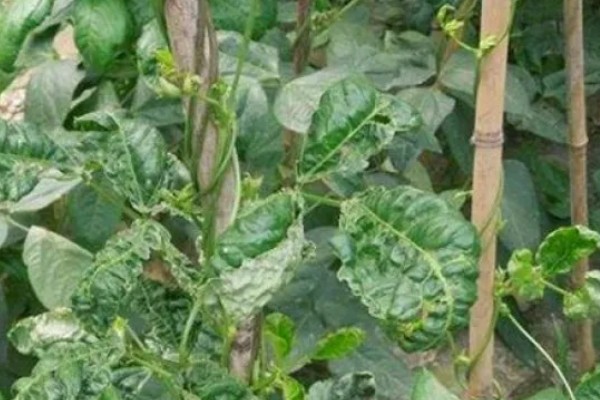 豆角病毒病的症状,叶片会变得畸形