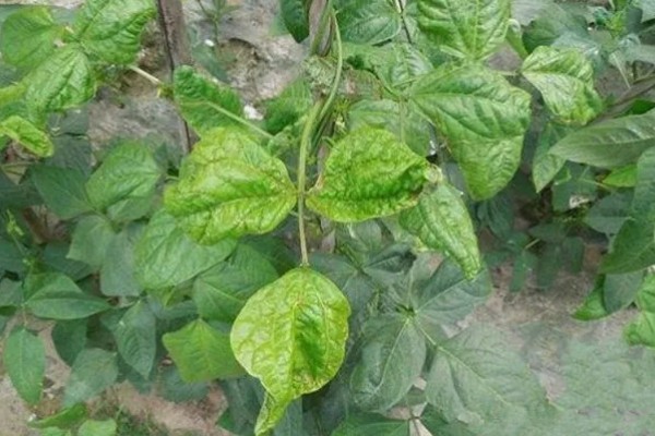 豆角病毒病的症状,叶片会变得畸形