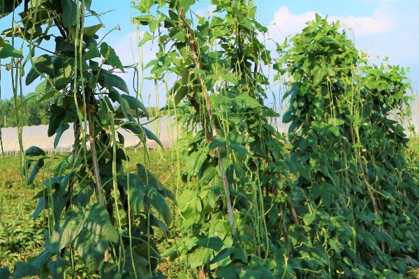 豆角病毒病的症状,叶片会变得畸形