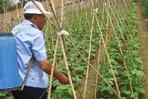 豆角病毒病的症状,叶片会变得畸形