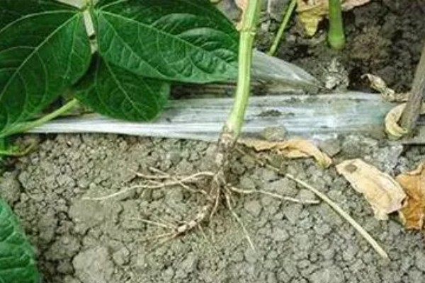 豆角病毒病的症状,叶片会变得畸形