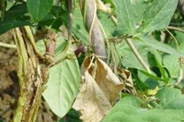 豆角病毒病的症状,叶片会变得畸形