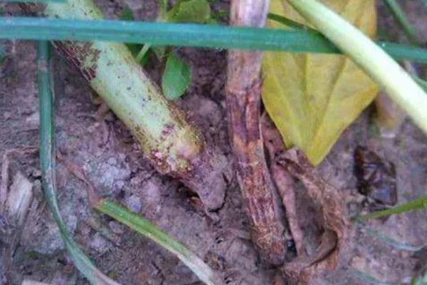 豆角病毒病的症状,叶片会变得畸形