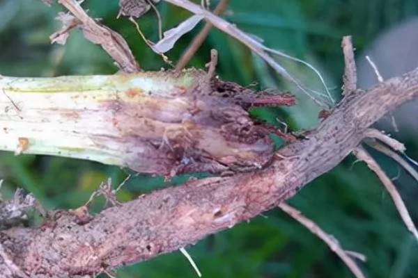 豆角病毒病的症状,叶片会变得畸形