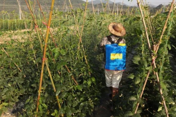 豆角病毒病的症状,叶片会变得畸形