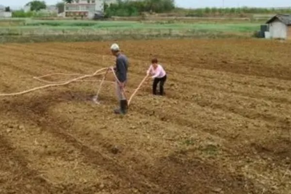 豆角病毒病的症状,叶片会变得畸形