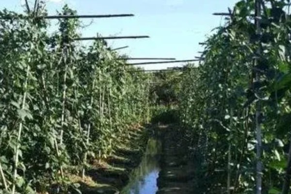 豆角病毒病的症状,叶片会变得畸形