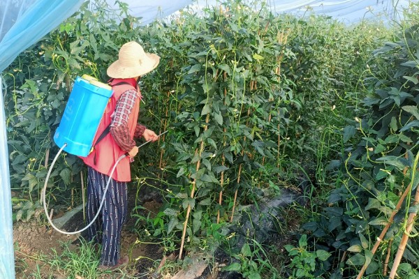 豆角病毒病的症状,叶片会变得畸形