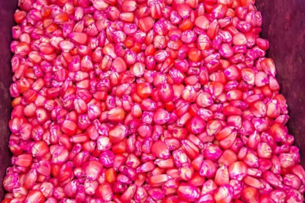 用农药处理种子的方法，根据种子类型使用不同的药物拌种