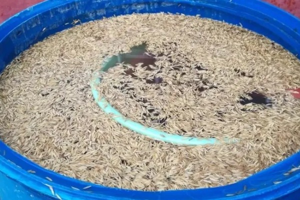 用农药处理种子的方法，根据种子类型使用不同的药物拌种