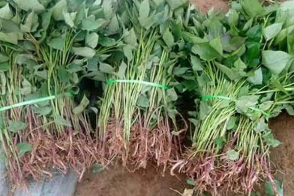 用农药处理种子的方法，根据种子类型使用不同的药物拌种