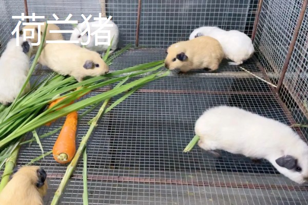 荷兰猪能不能和龙猫混养,脾气、食性、对养殖环境的要求都有很大差异