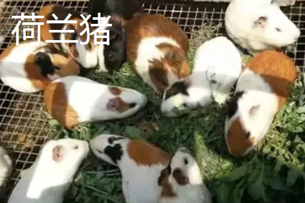 荷兰猪能不能和龙猫混养,脾气、食性、对养殖环境的要求都有很大差异