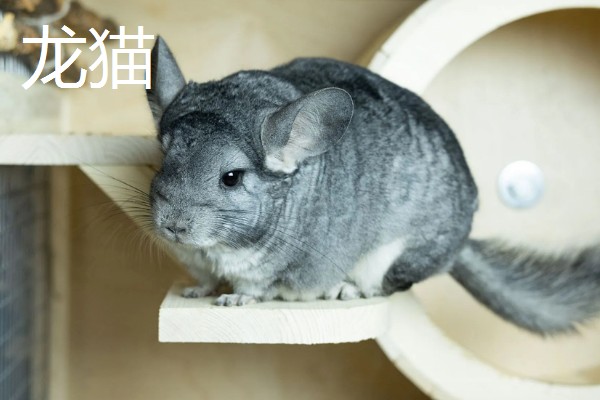 荷兰猪能不能和龙猫混养,脾气、食性、对养殖环境的要求都有很大差异