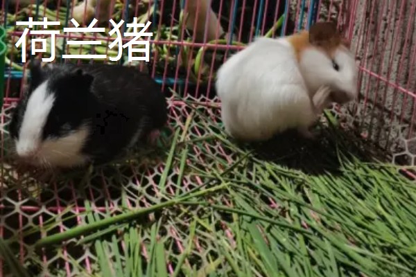 荷兰猪能不能和龙猫混养,脾气、食性、对养殖环境的要求都有很大差异