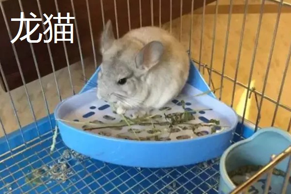 荷兰猪能不能和龙猫混养,脾气、食性、对养殖环境的要求都有很大差异