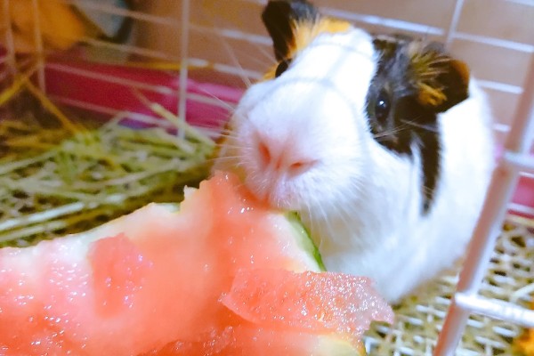 荷兰猪能不能和龙猫混养,脾气、食性、对养殖环境的要求都有很大差异