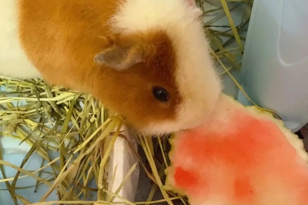 荷兰猪能不能和龙猫混养,脾气、食性、对养殖环境的要求都有很大差异