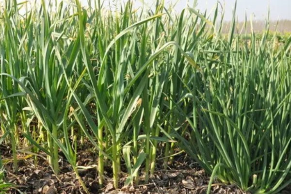 蒜苗如何种植，整地时要施入有机肥与复合肥