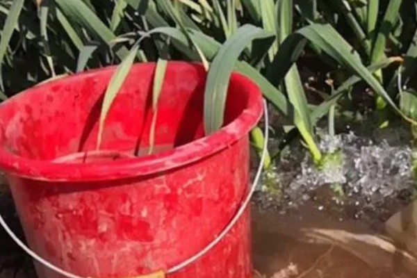 蒜苗如何种植，整地时要施入有机肥与复合肥