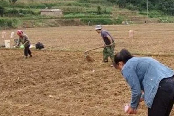 蒜苗如何种植，整地时要施入有机肥与复合肥