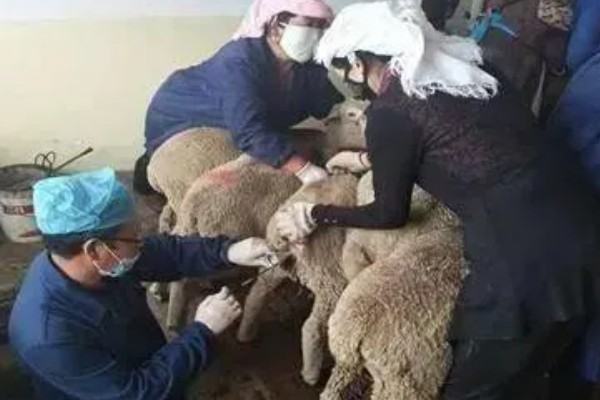 羊如何进行人工授精，输精之前进行消毒