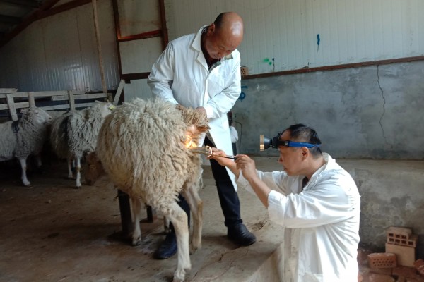 羊如何进行人工授精，输精之前进行消毒