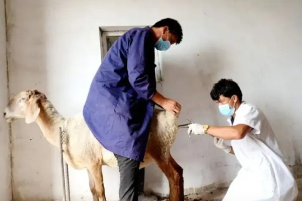 羊如何进行人工授精，输精之前进行消毒