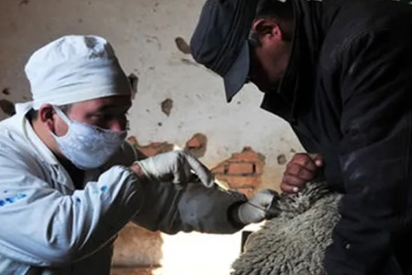 羊如何进行人工授精，输精之前进行消毒