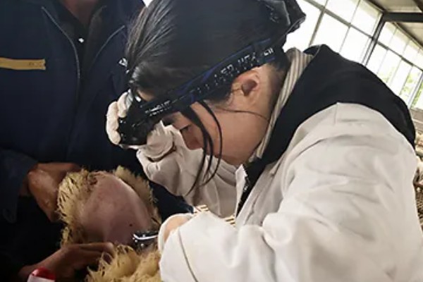 羊如何进行人工授精，输精之前进行消毒