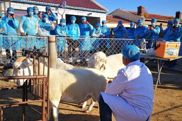 羊如何进行人工授精，输精之前进行消毒