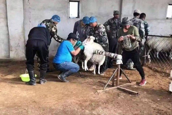 羊如何进行人工授精，输精之前进行消毒