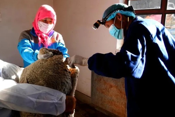 羊如何进行人工授精，输精之前进行消毒