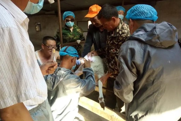 羊如何进行人工授精，输精之前进行消毒