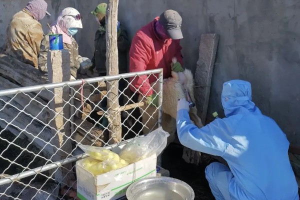 羊如何进行人工授精，输精之前进行消毒