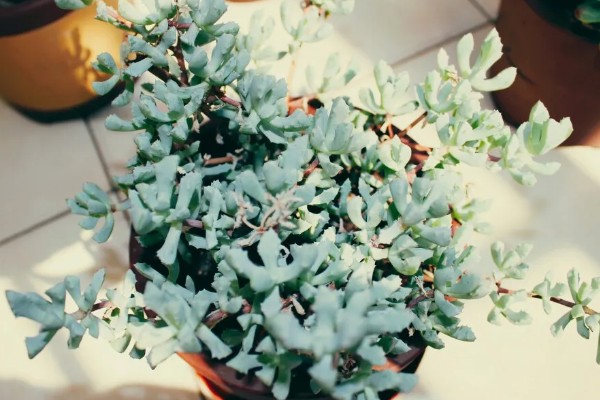 白凤菊不开花的原因，可能是花期未到、缺少阳光等因素造成